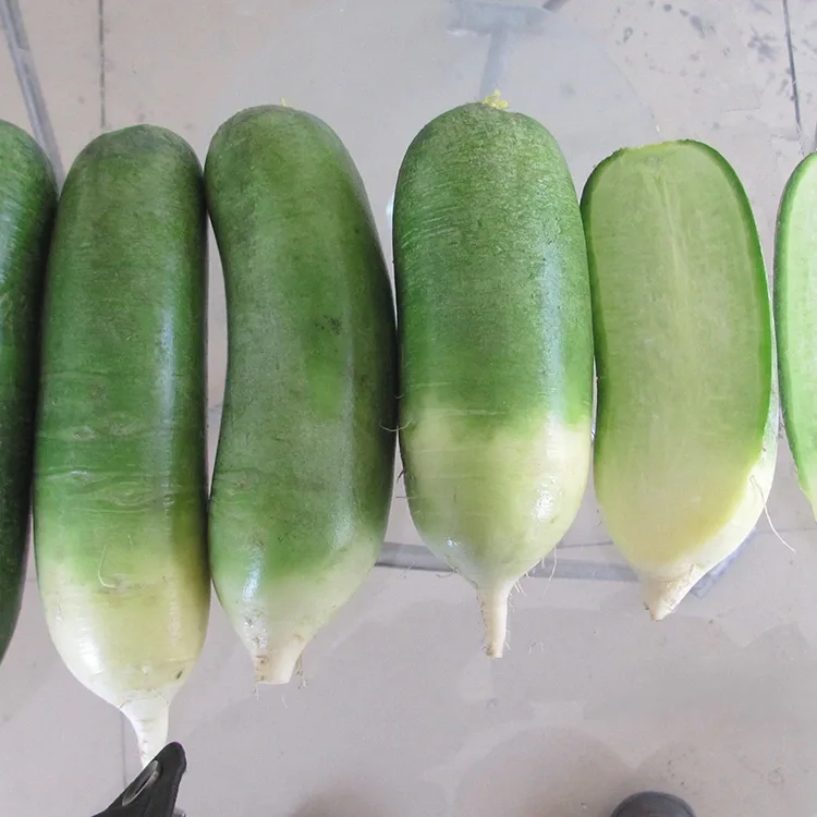 Radish Gwyrdd crensiog