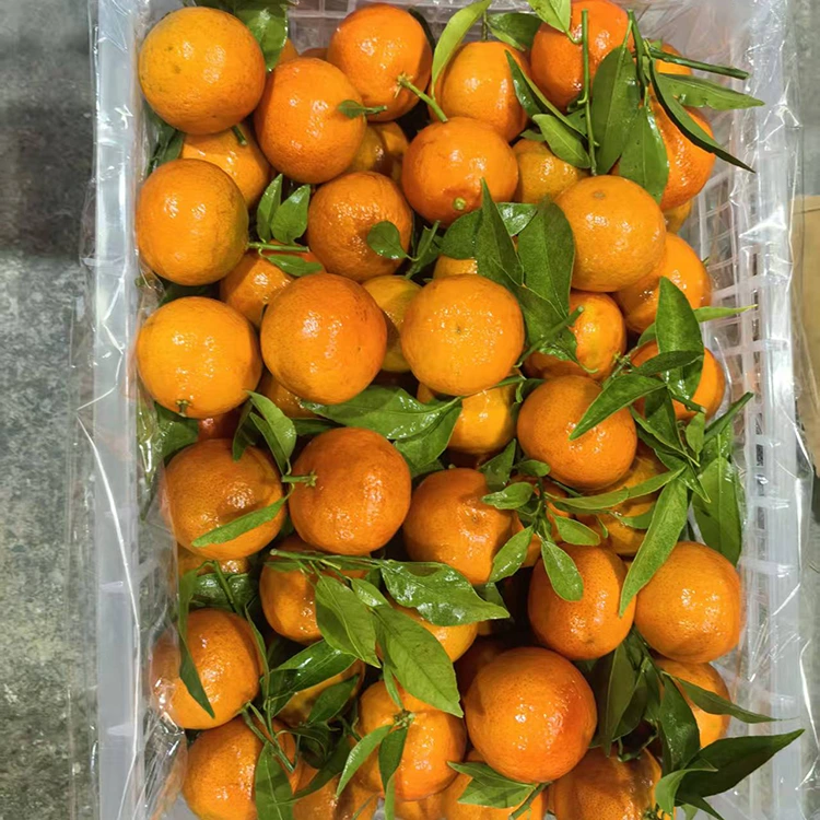 Mandarin Mashui ffres