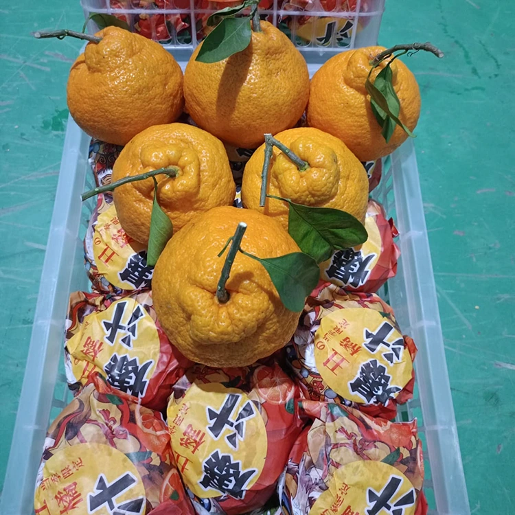 Mandarin Shiranui ffres