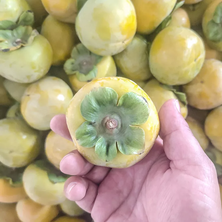 Persimmon Creision Ffres Premiwm