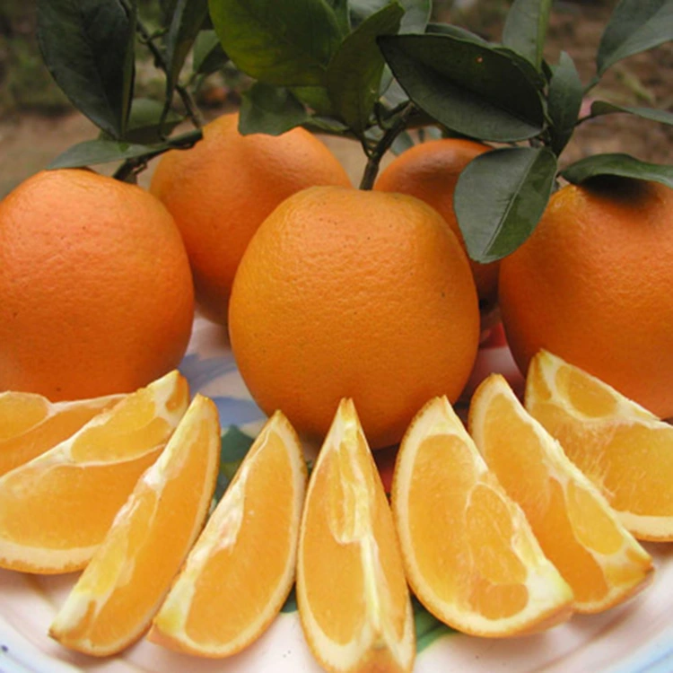 Orennau bogail Melys Juicy Ffres Premiwm
