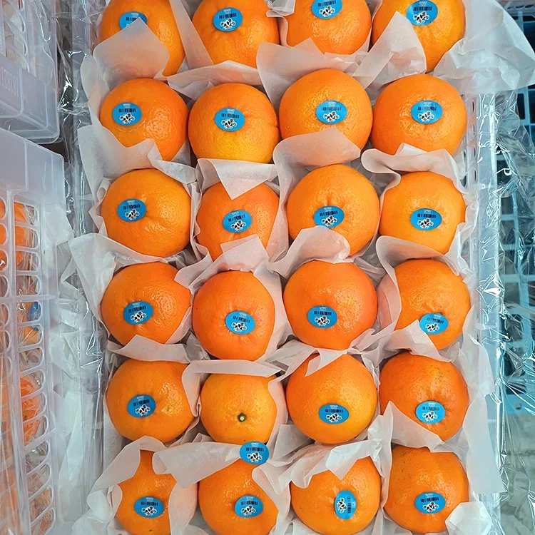 Mandarin Wogan Wogan Melys Ffres premiwm